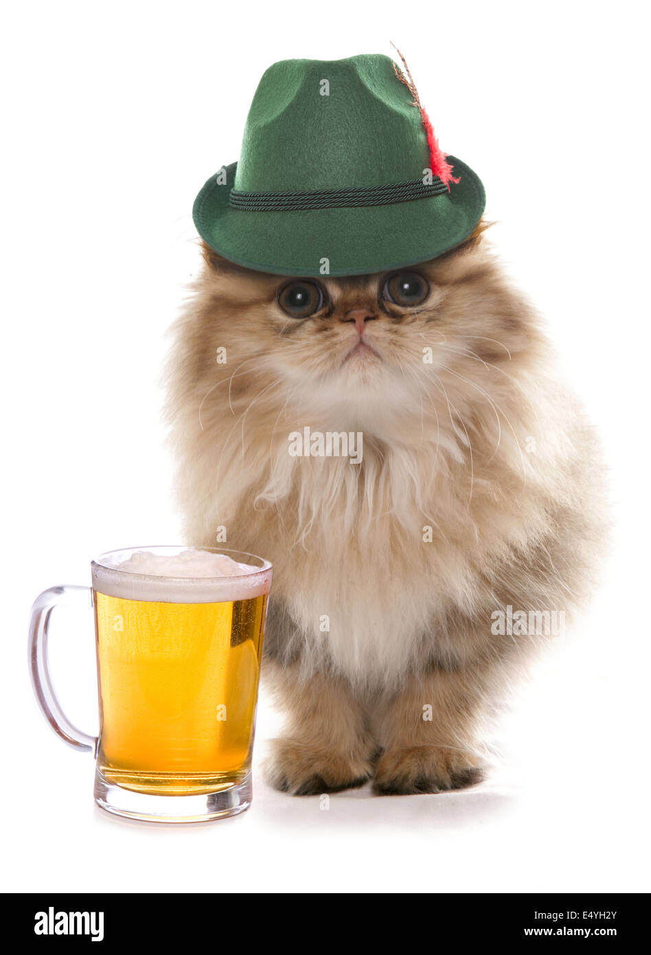 Gatto persiano indossando la birra bavarese festival hat Foto Stock