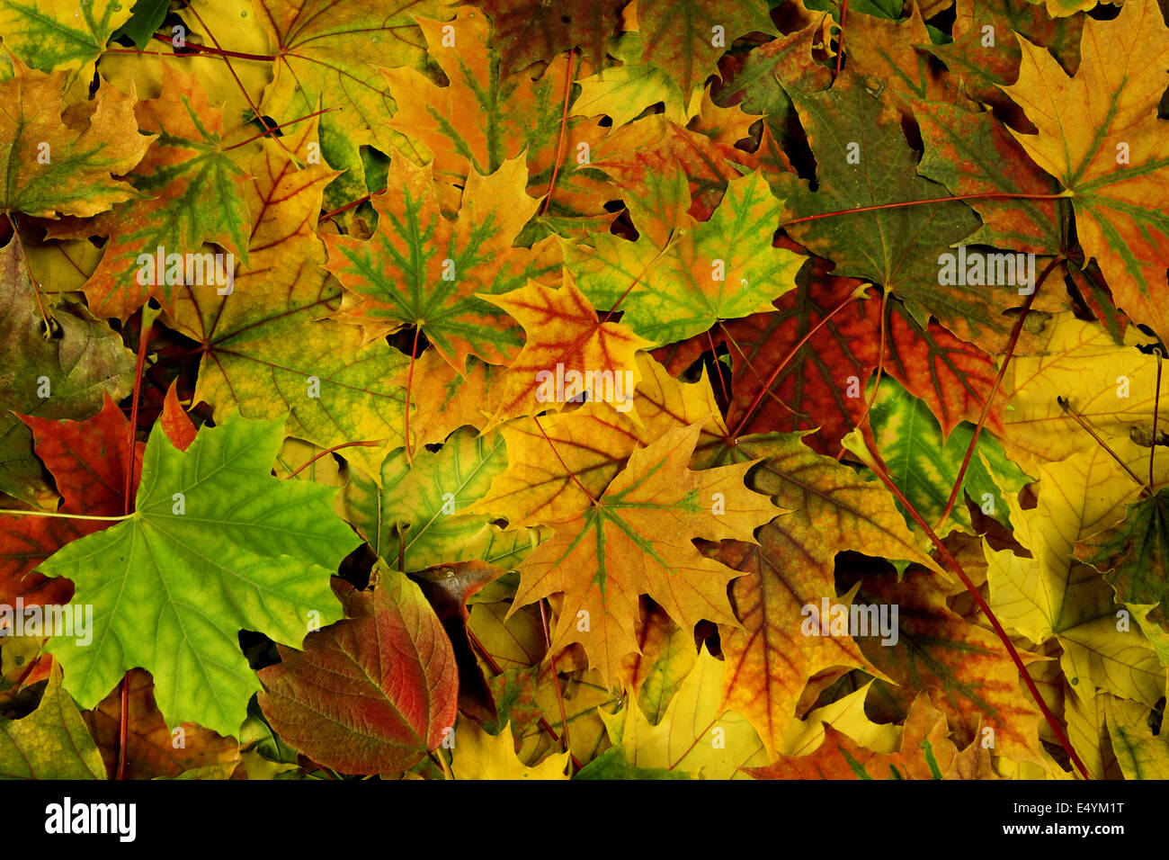 Vivacemente colorato Foglie di autunno Foto Stock