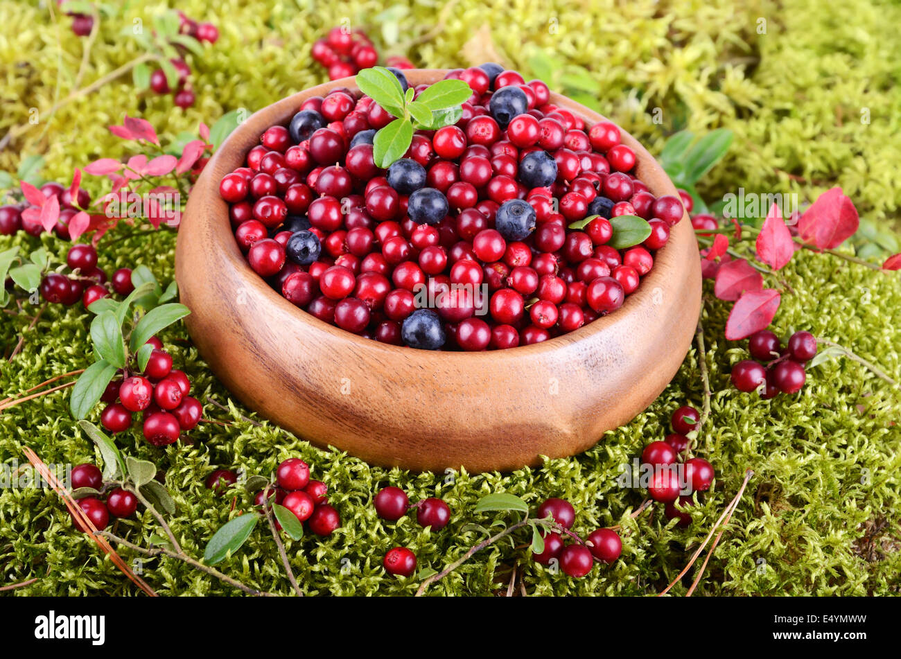 Berrys in muschio Foto Stock