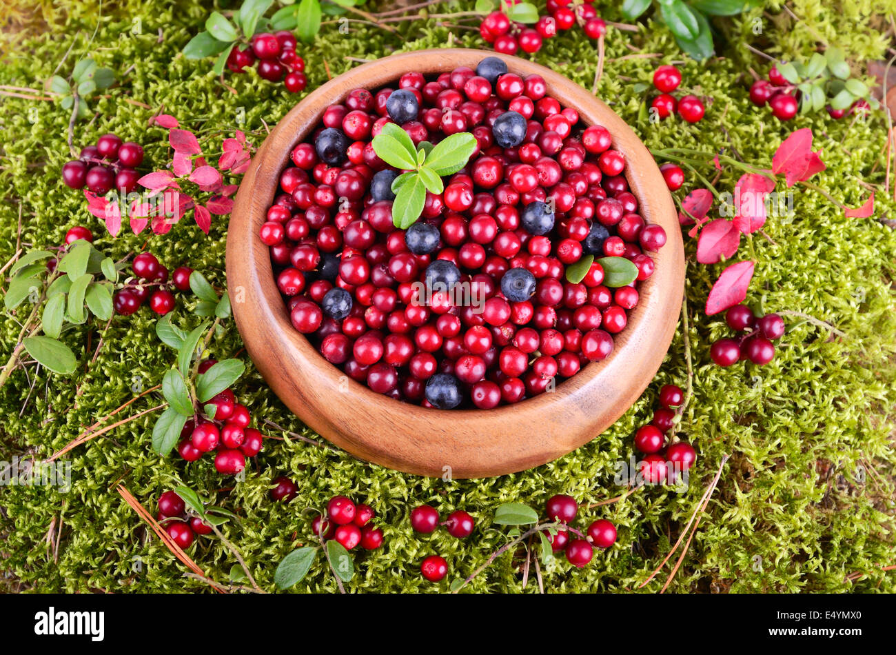 Autunno berrys in MOSS Foto Stock