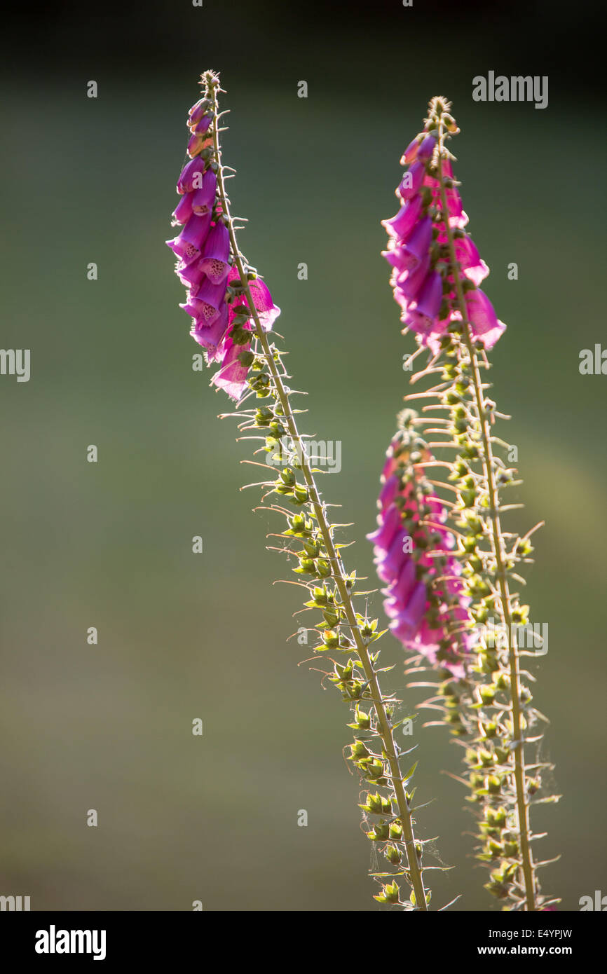 Foxglove (Digitalis purpurea) retroilluminazione Foto Stock