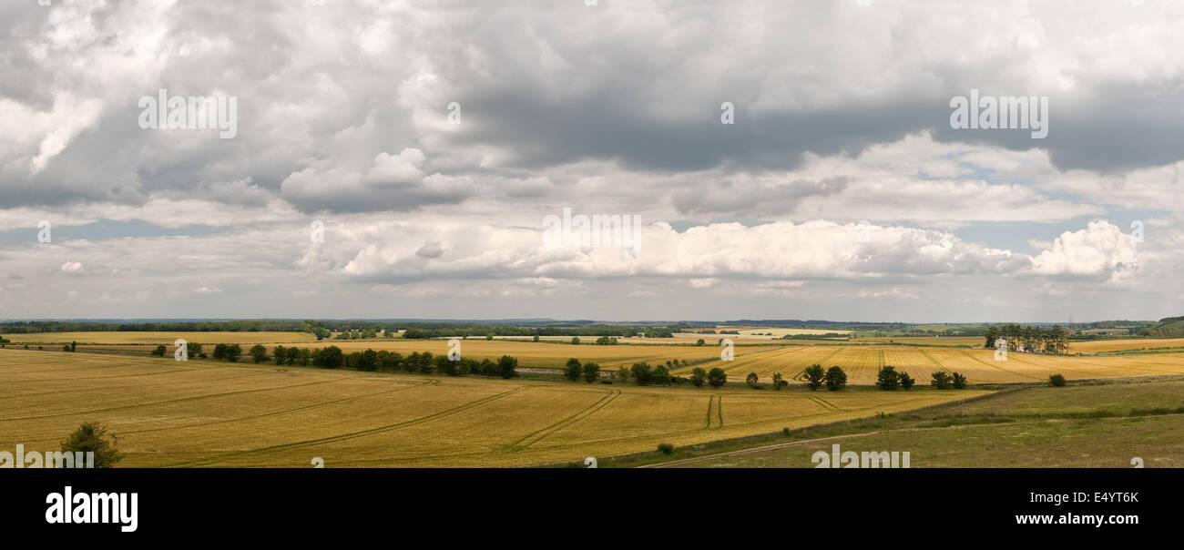 Nuvole minacciose e pioggia su vaste Wessex Downs paesaggio con rolling Hampshire mais e campi di mais pronto per la mietitura Foto Stock