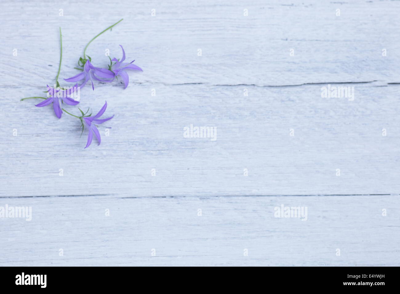 Piuttosto dolce fiori viola Foto Stock