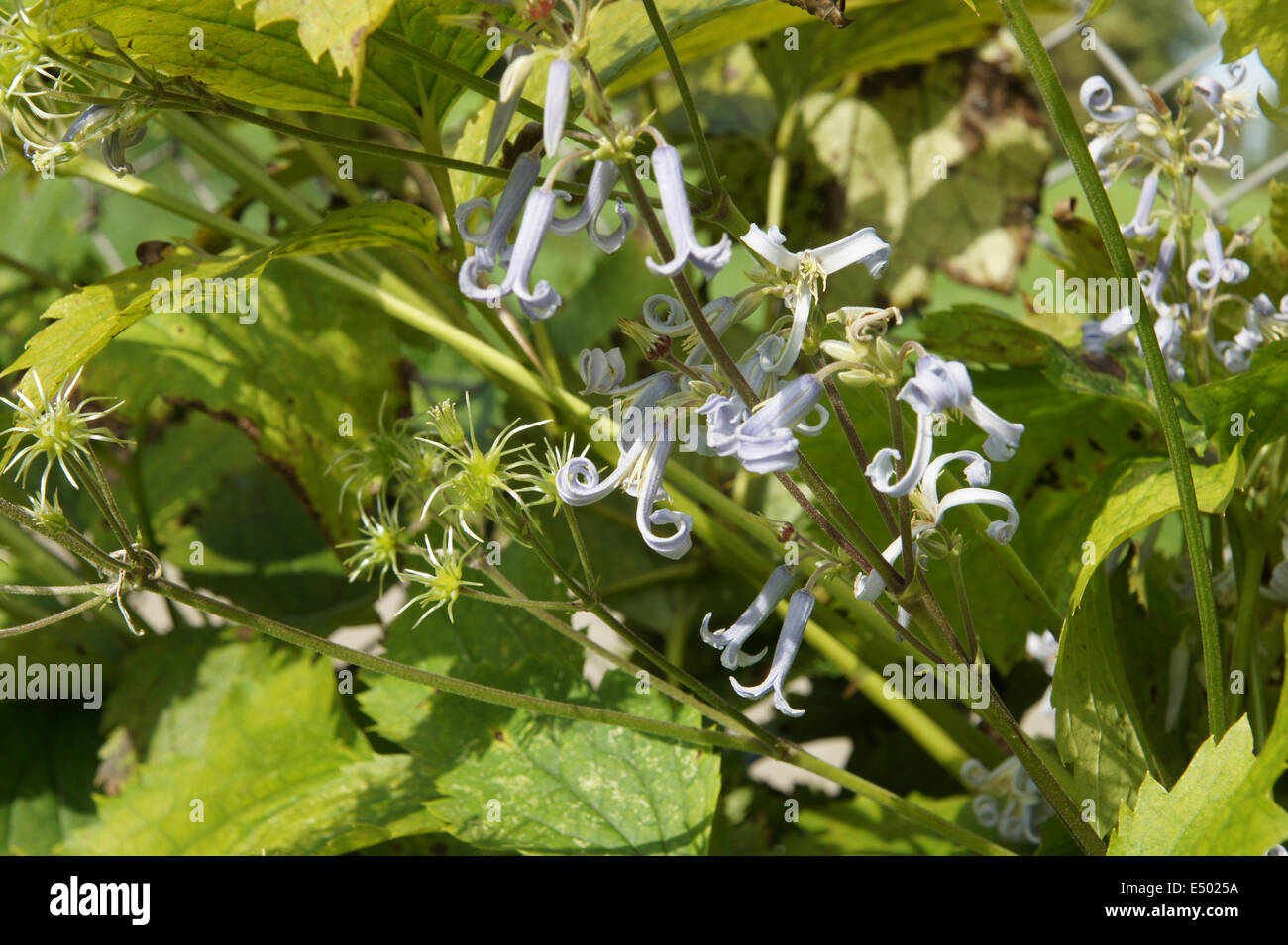 La clematide fruticosa var. lobata Foto Stock