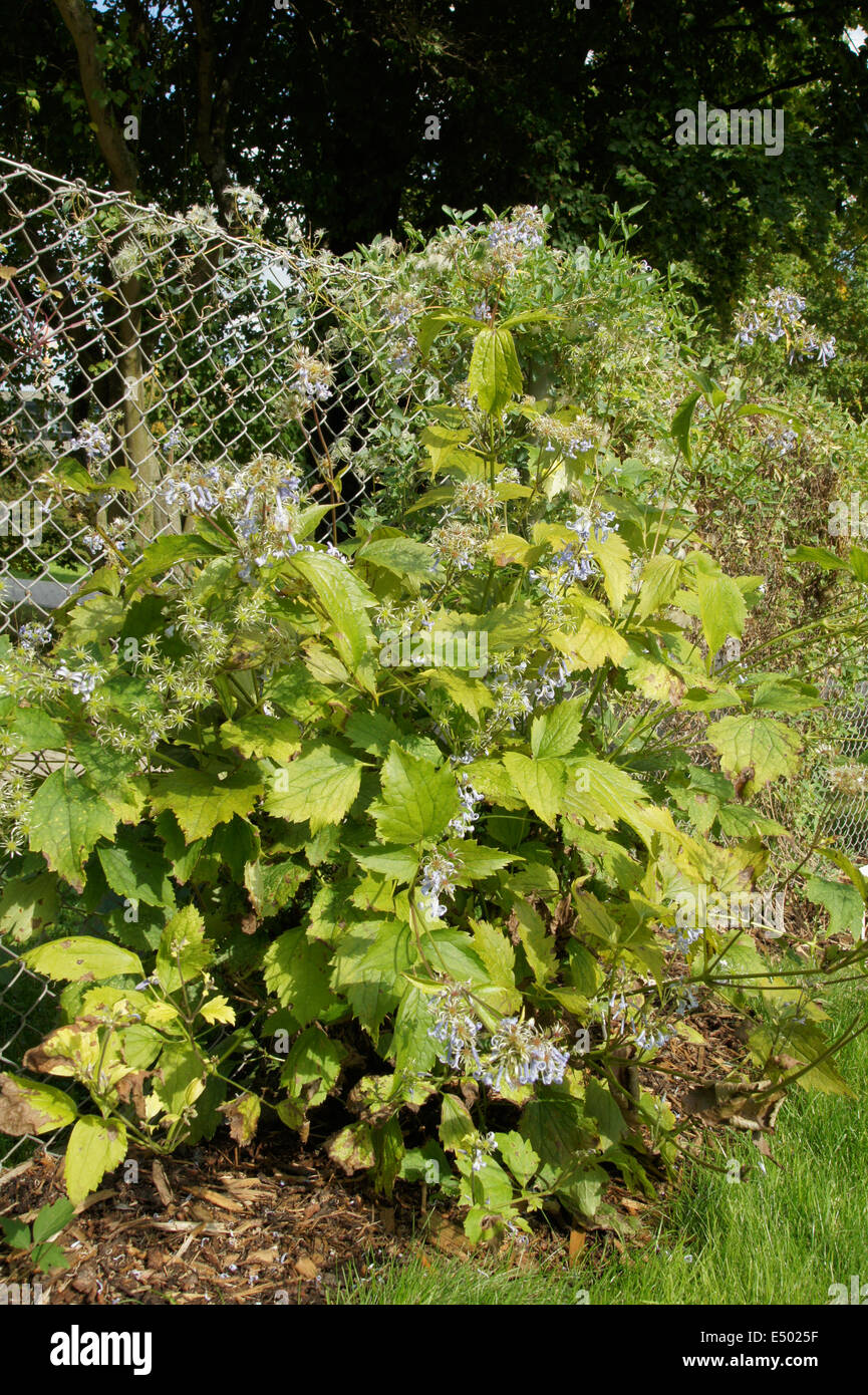 La clematide fruticosa var. lobata Foto Stock