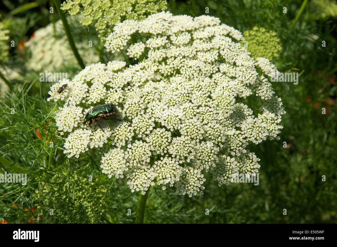 Bishopsweed Foto Stock