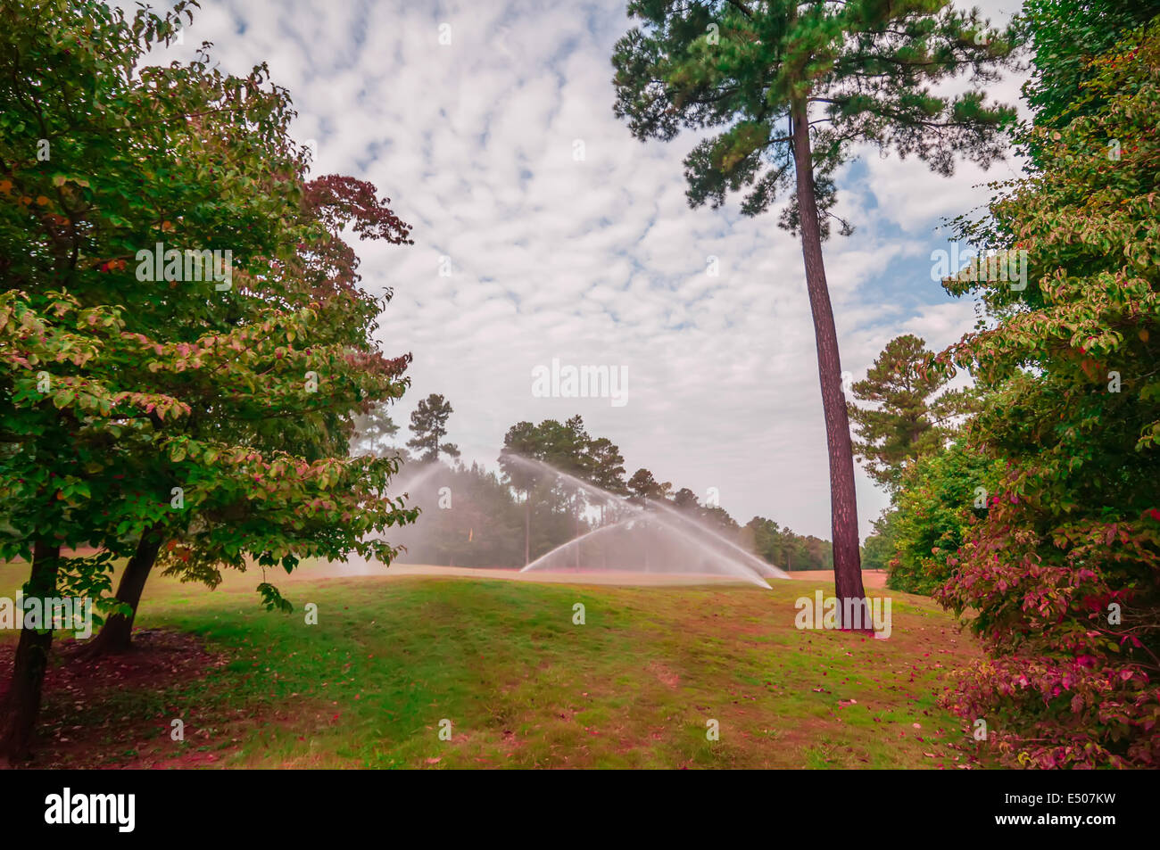 Irrigazione di erba verde prato sul campo da golf Foto Stock