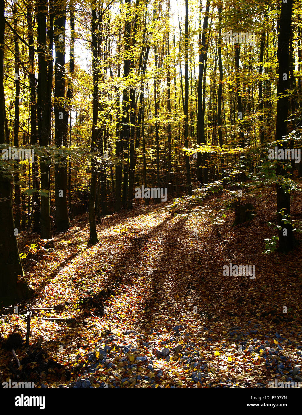 umore di autunno Foto Stock