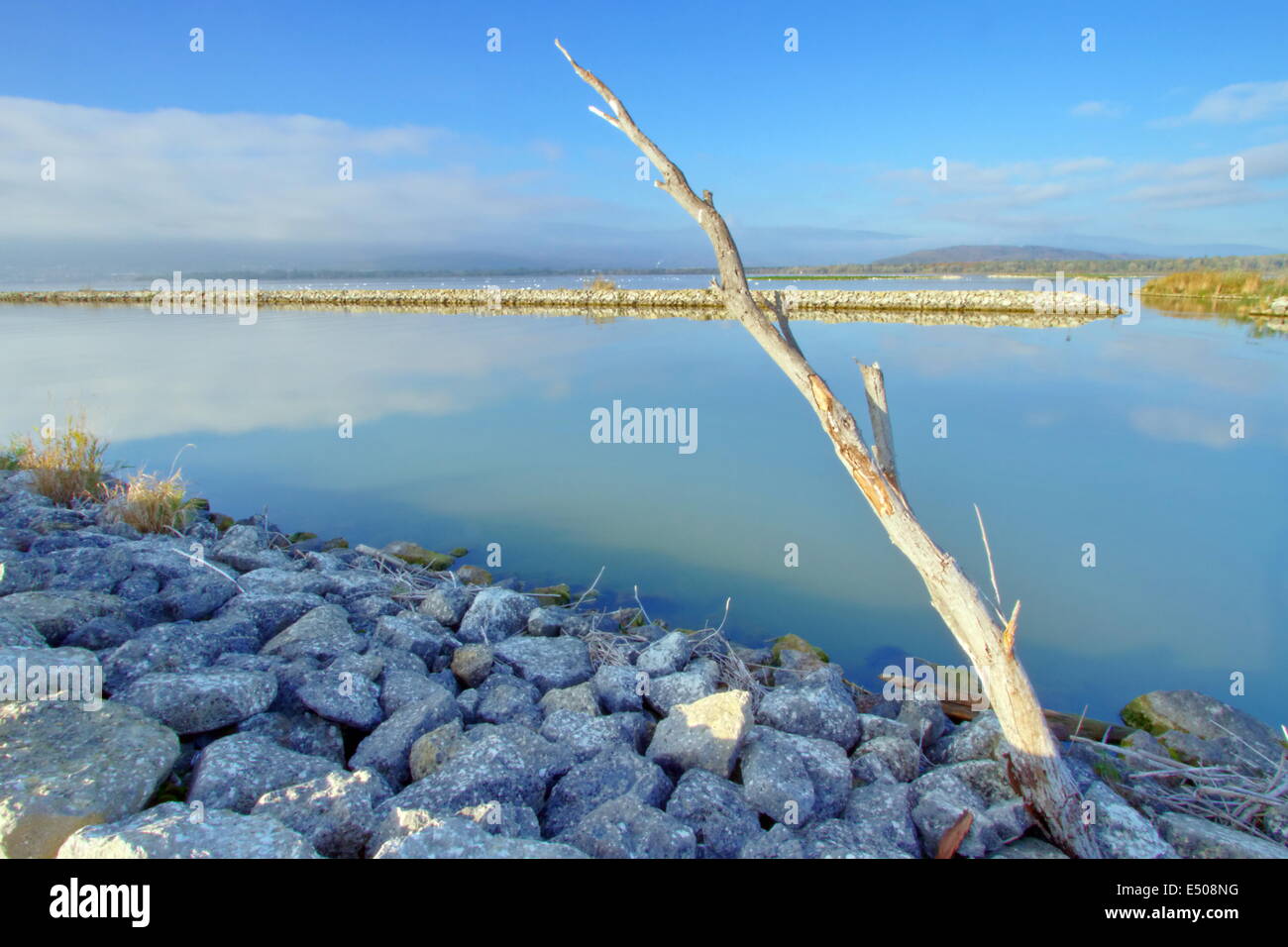 Tronco morto, Cudrefin, Svizzera (HDR) Foto Stock