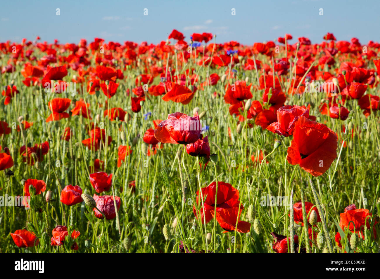 Campo di papavero a Hannover, Germania Foto Stock