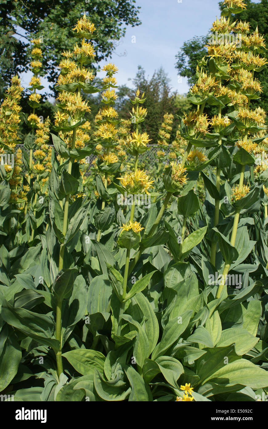 Genziana gialla Foto Stock