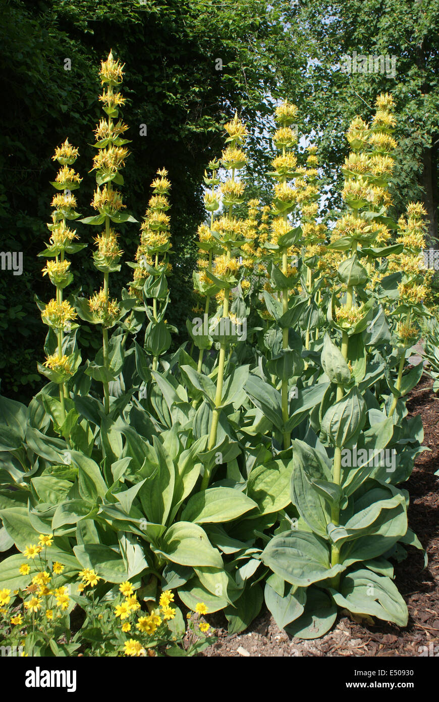 Giallo piante gentían Foto Stock