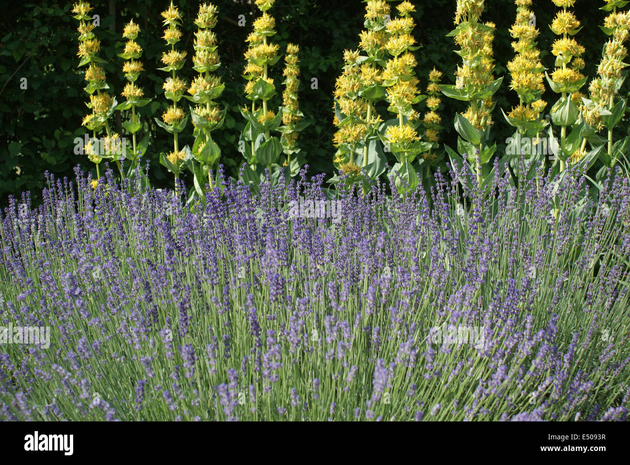Lavanda Foto Stock