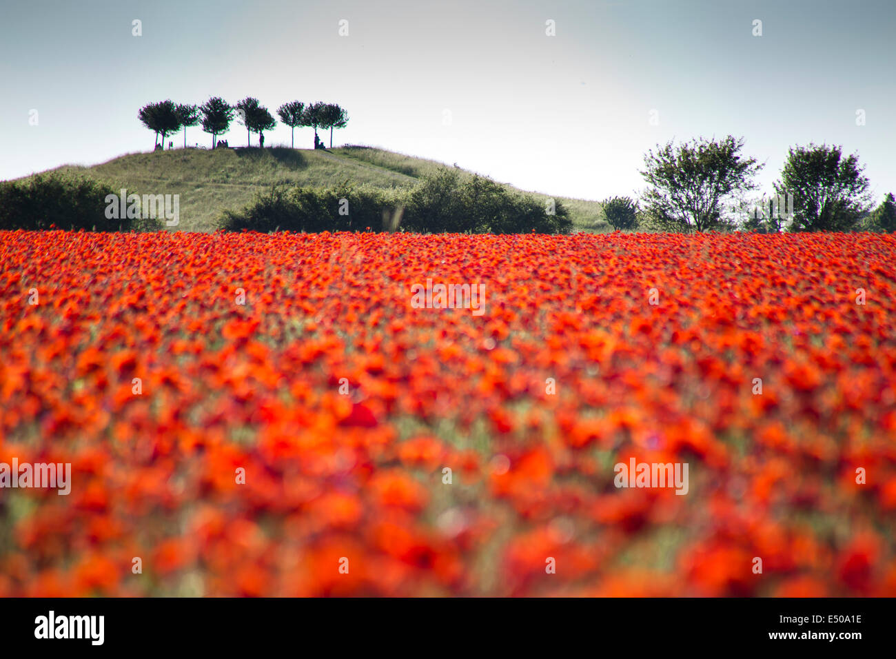 Campo di papavero a Hannover, Germania Foto Stock