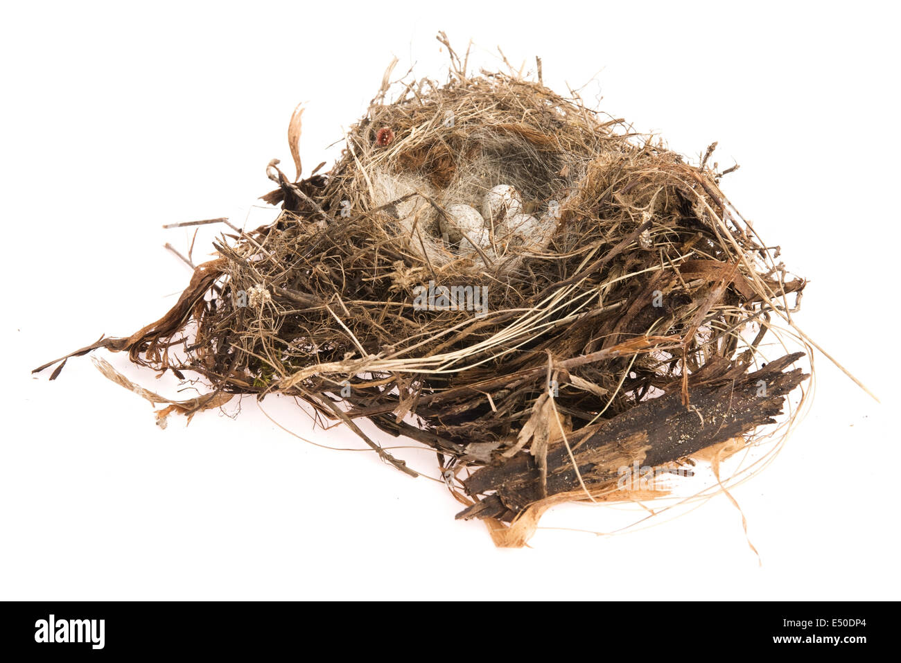 Dettaglio delle uova di uccello nel nido Foto Stock