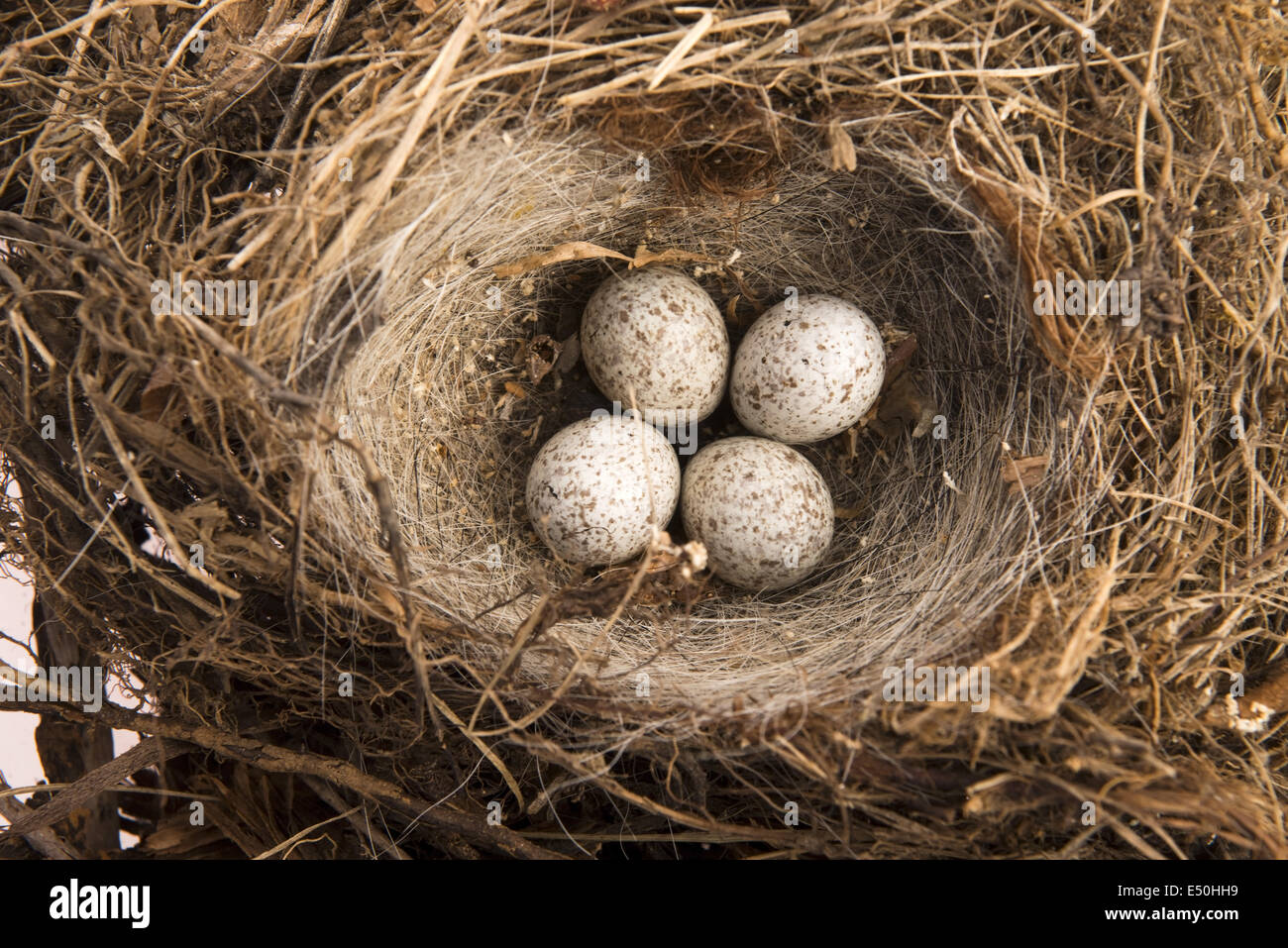 Dettaglio delle uova di uccello nel nido Foto Stock