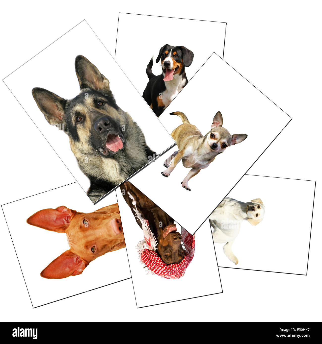 "Raccolta di foto di cani Foto Stock
