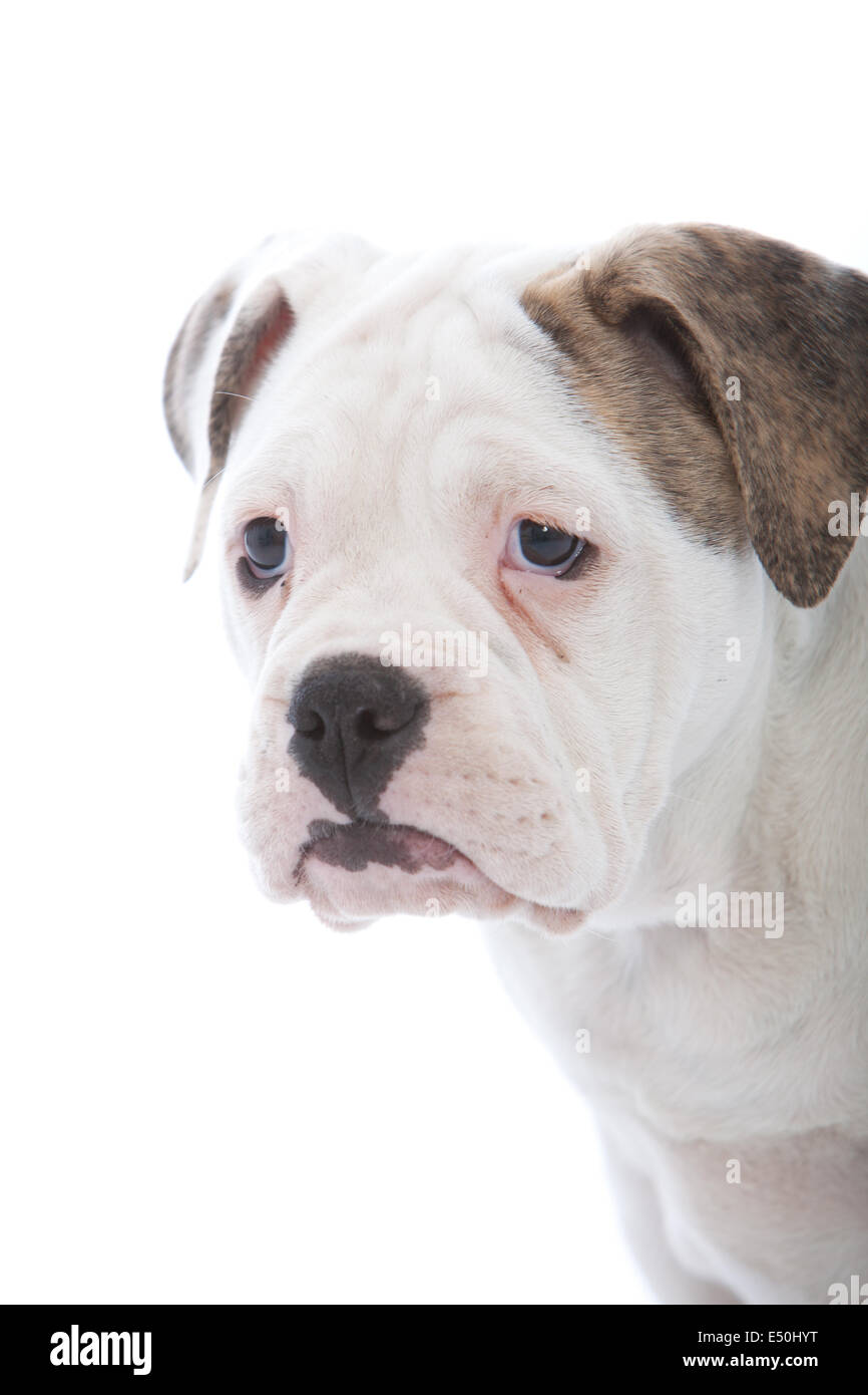 Ritratto di testa di un rugoso cane bianco Foto Stock