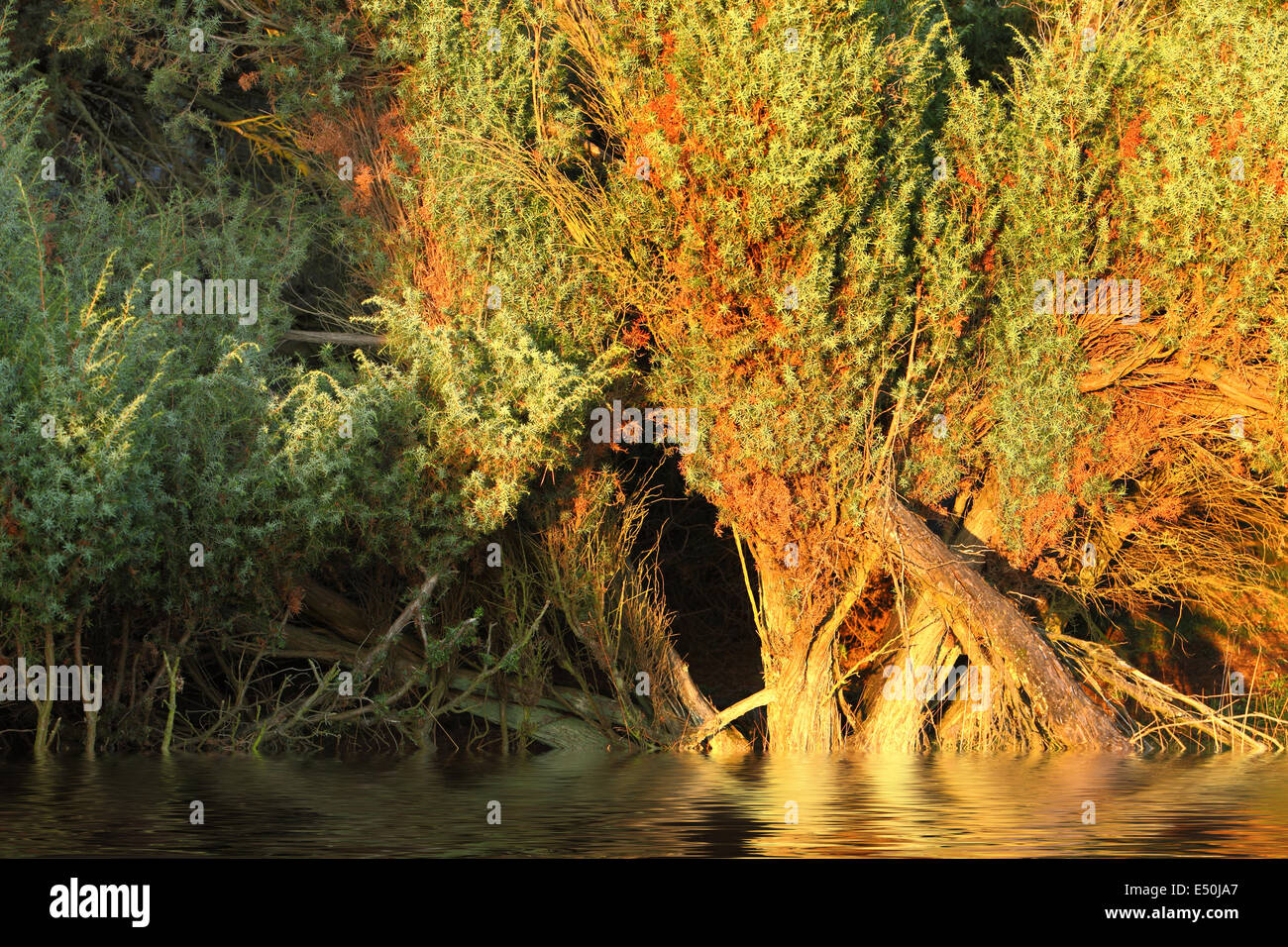 Sullo sfondo di una fitta vegetazione su acqua Foto Stock