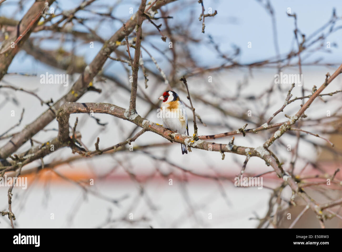 Cardellino seduto su un ramo Foto Stock