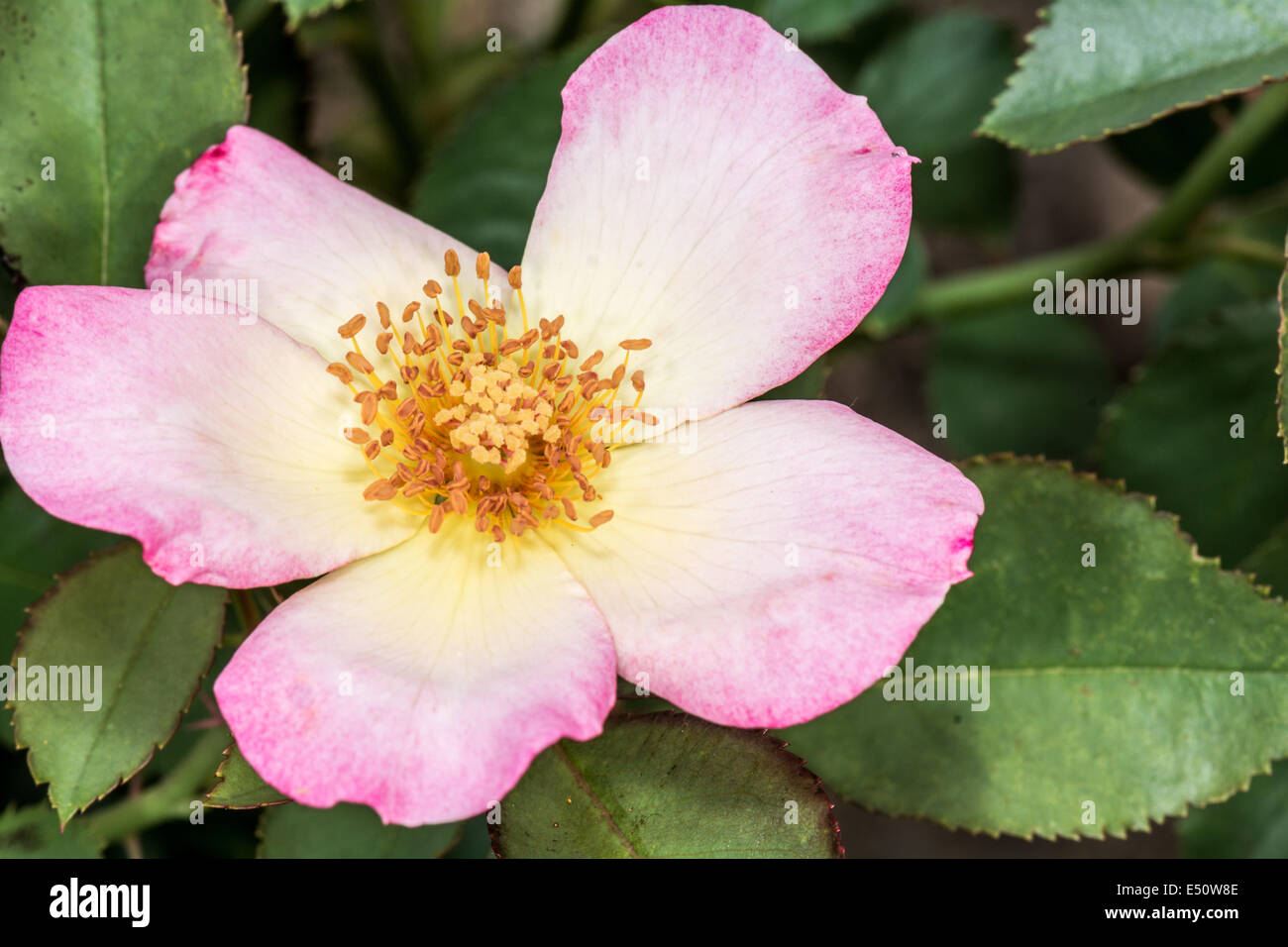 Eglantine Sweet Briar sbocciare dei fiori Foto Stock