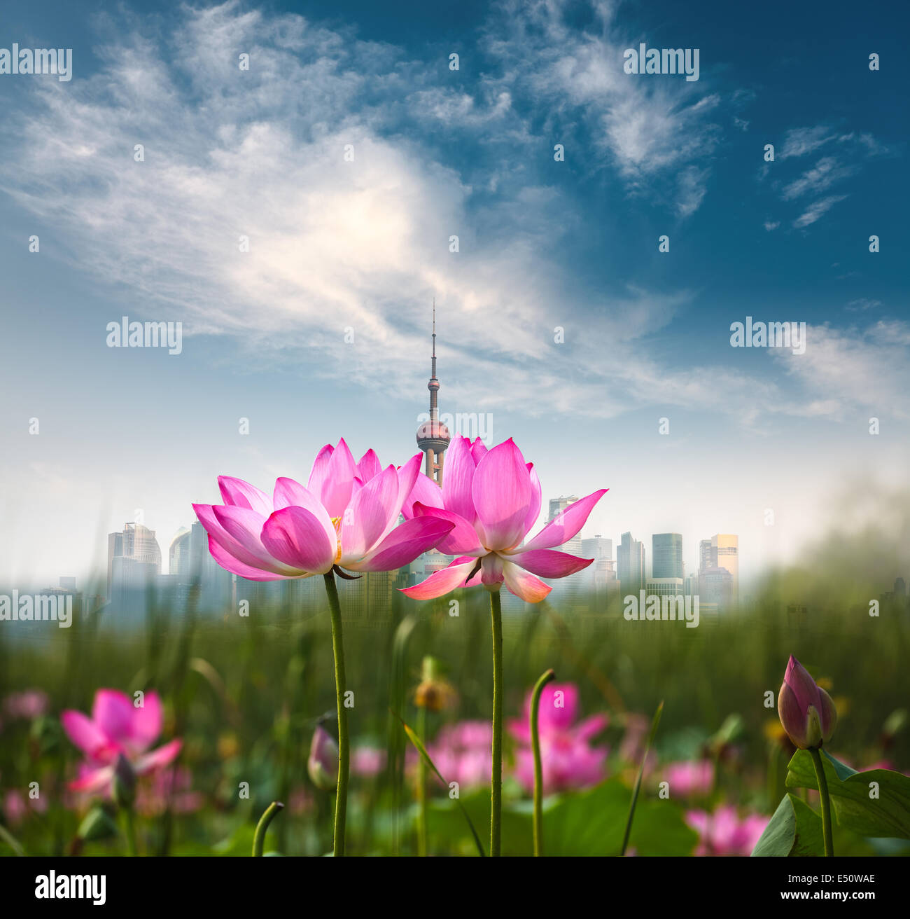 Fiori di loto in Shanghai Foto Stock