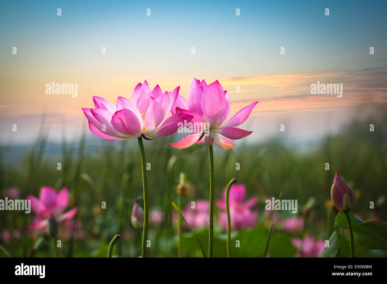 Fiore di loto in sunset Foto Stock