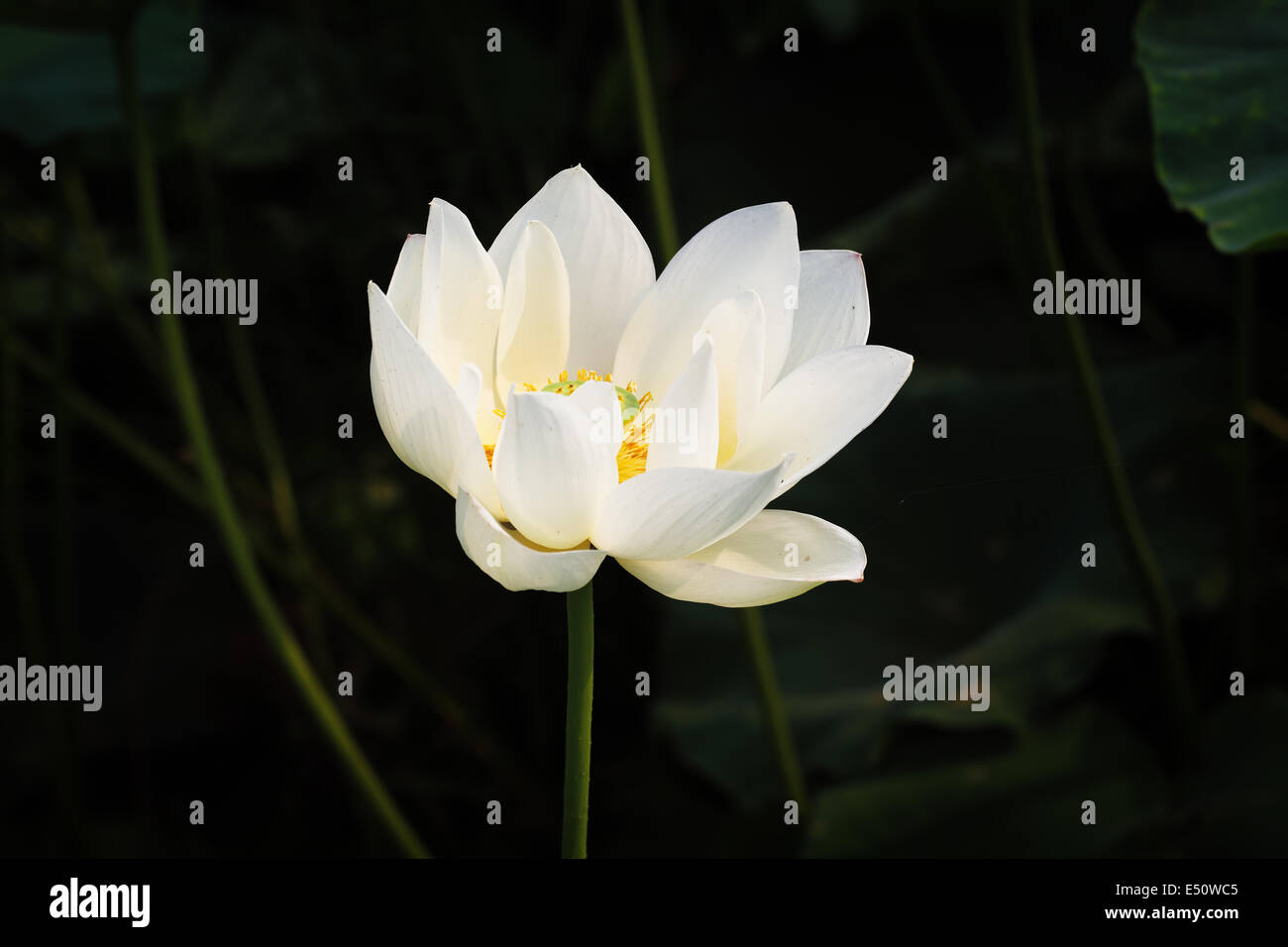 White Lotus Foto Stock