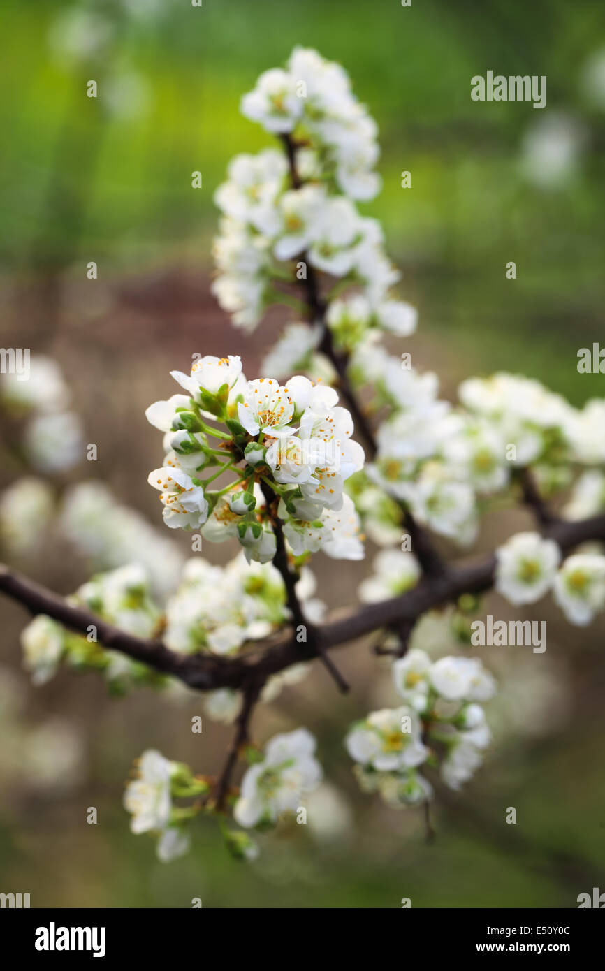 Albero di prugna fiore in primavera Foto Stock