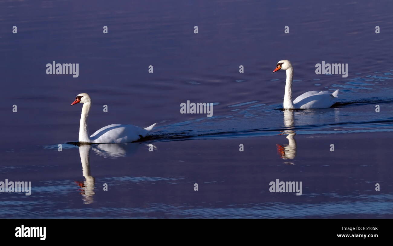 Cigni su acqua Foto Stock