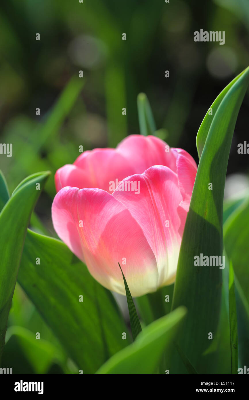 Pink tulip closeup Foto Stock