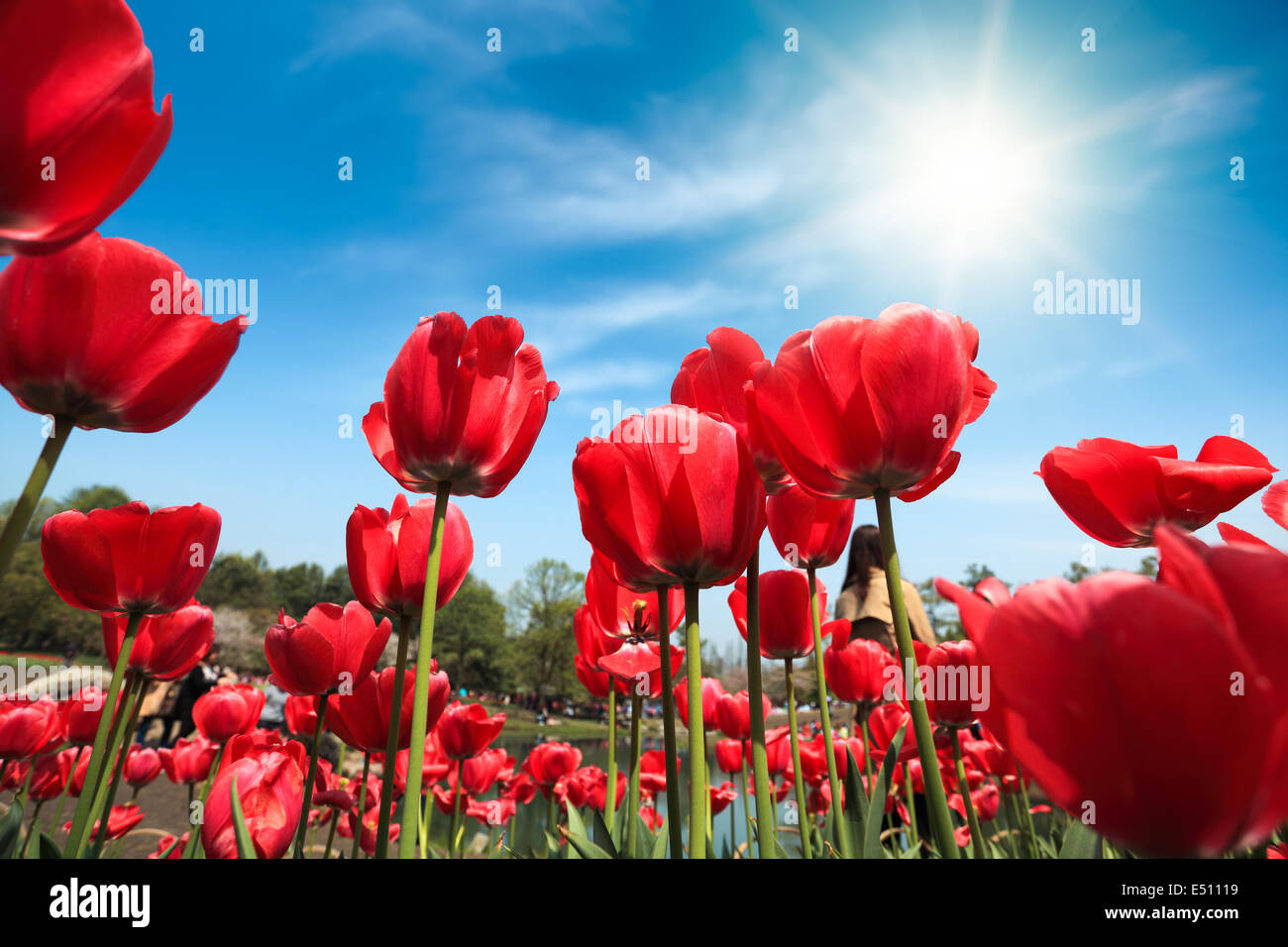 Tulipani rossi sotto il cielo blu Foto Stock