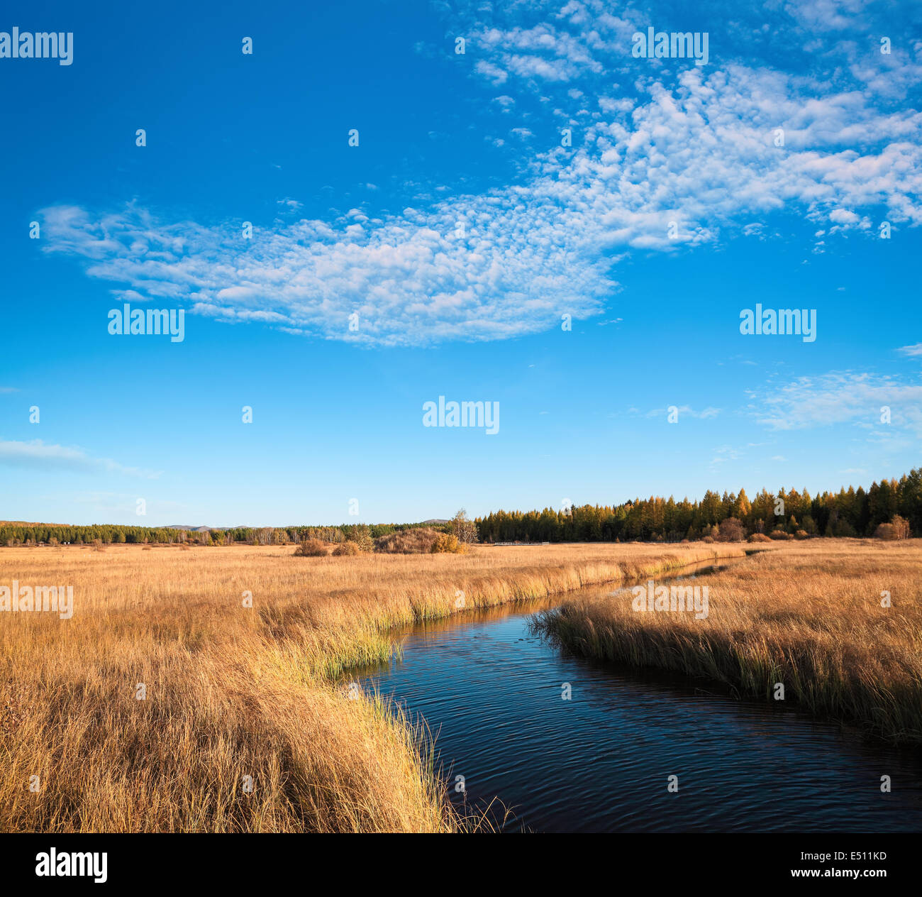 Bellissima zona umida in autunno Foto Stock