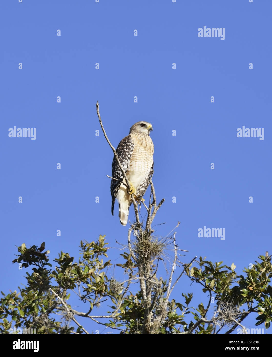 Broad-Winged Hawk Foto Stock