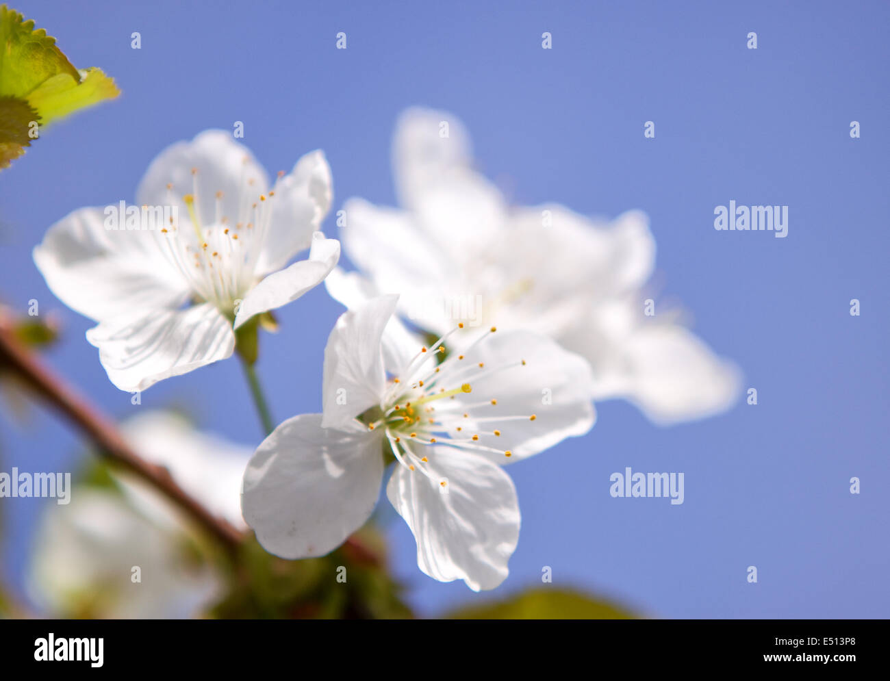 Fiori di albicocca contro il cielo blu Foto Stock