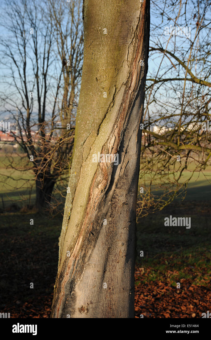 Ippocastano tronco Foto Stock