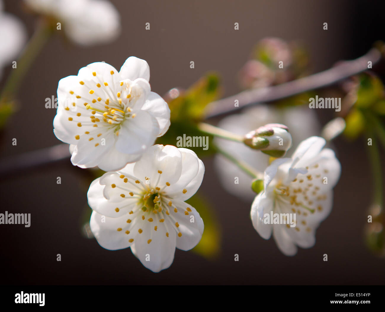 Fiori di albicocca contro il cielo blu Foto Stock