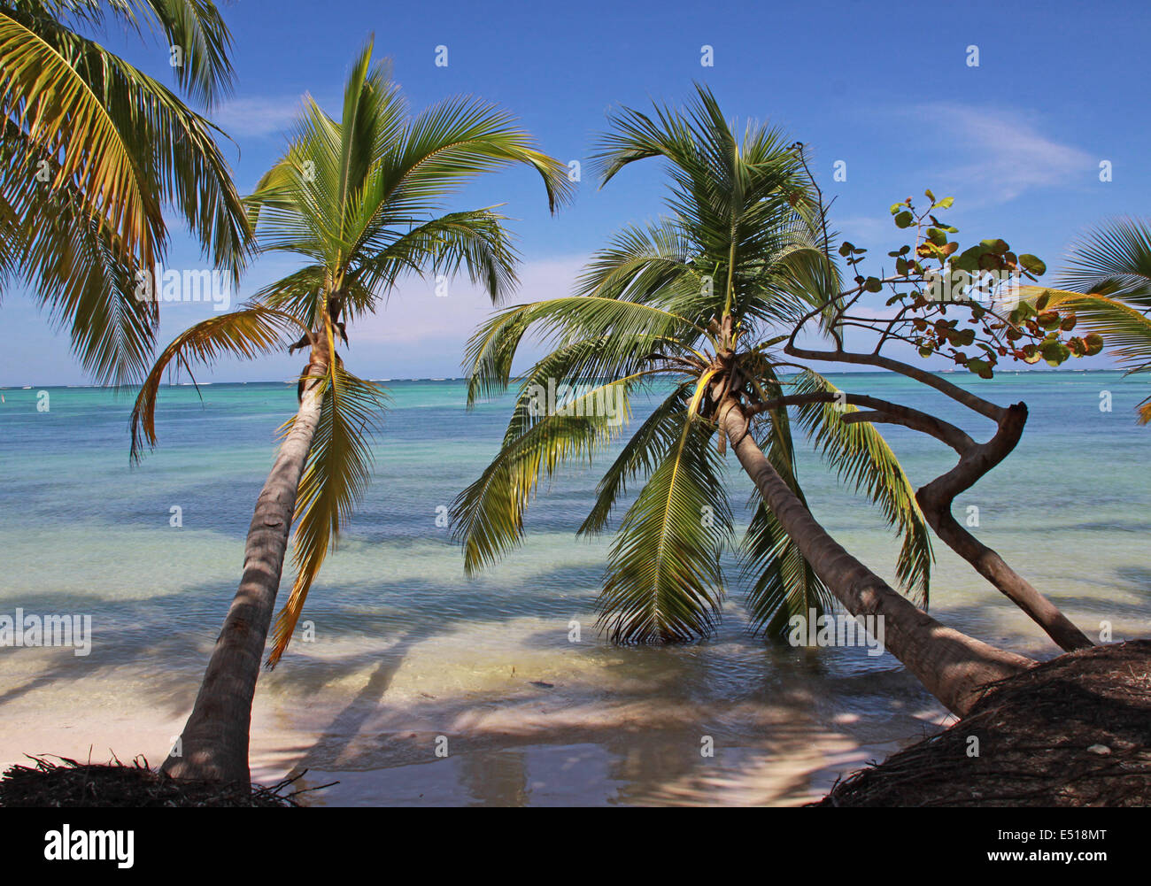 Le palme sulla spiaggia Foto Stock