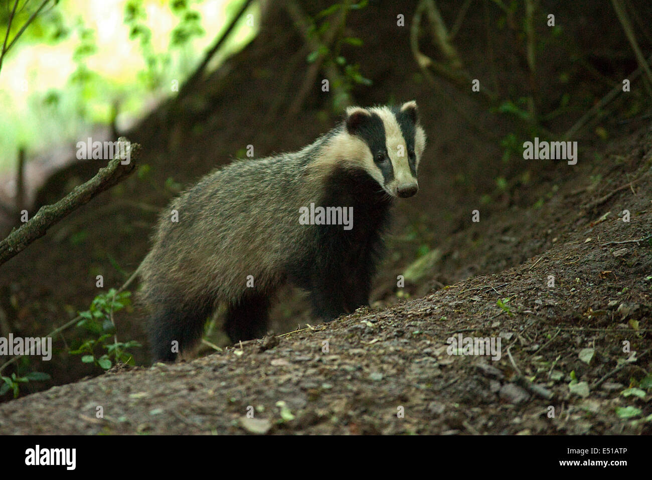 Badger Foto Stock