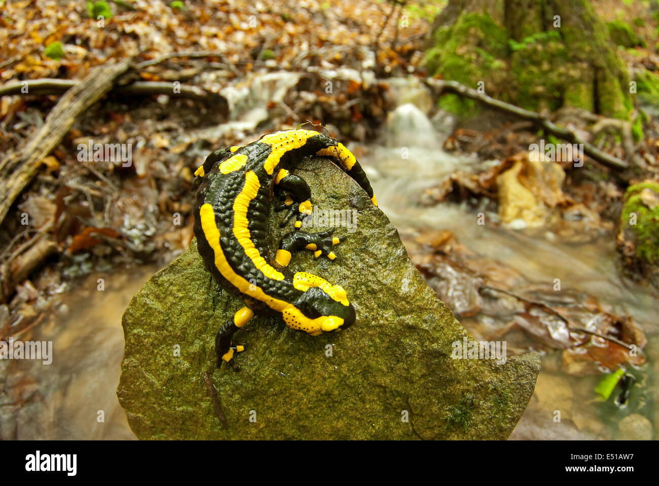 Salamandra pezzata Foto Stock