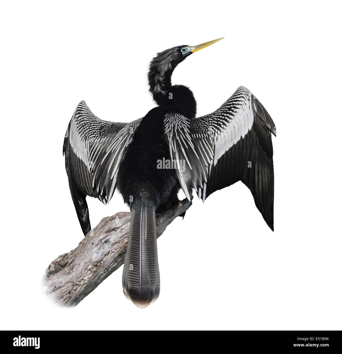 Anhinga (Anhinga Anhinga) Bird Foto Stock