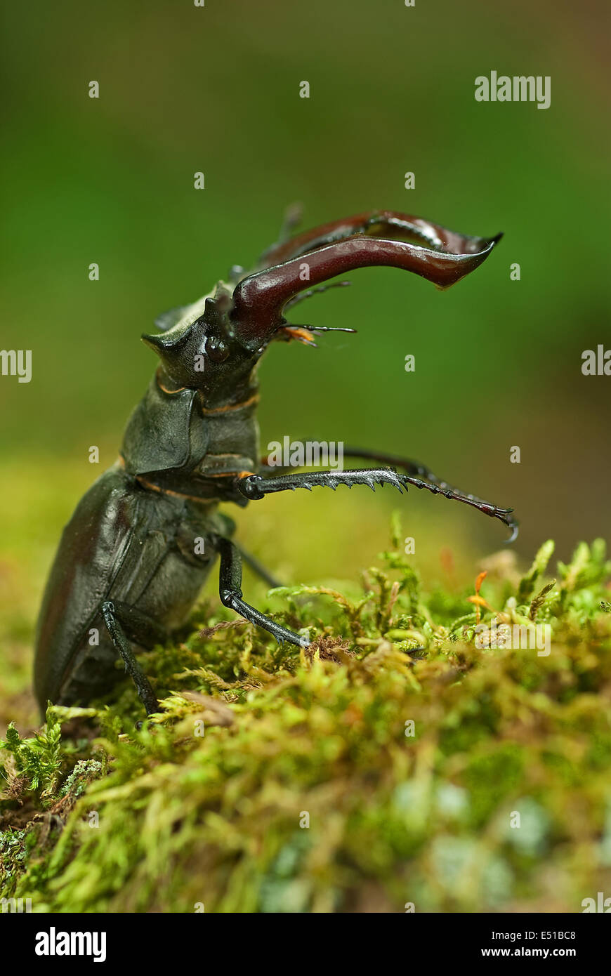 Stag beetle Foto Stock