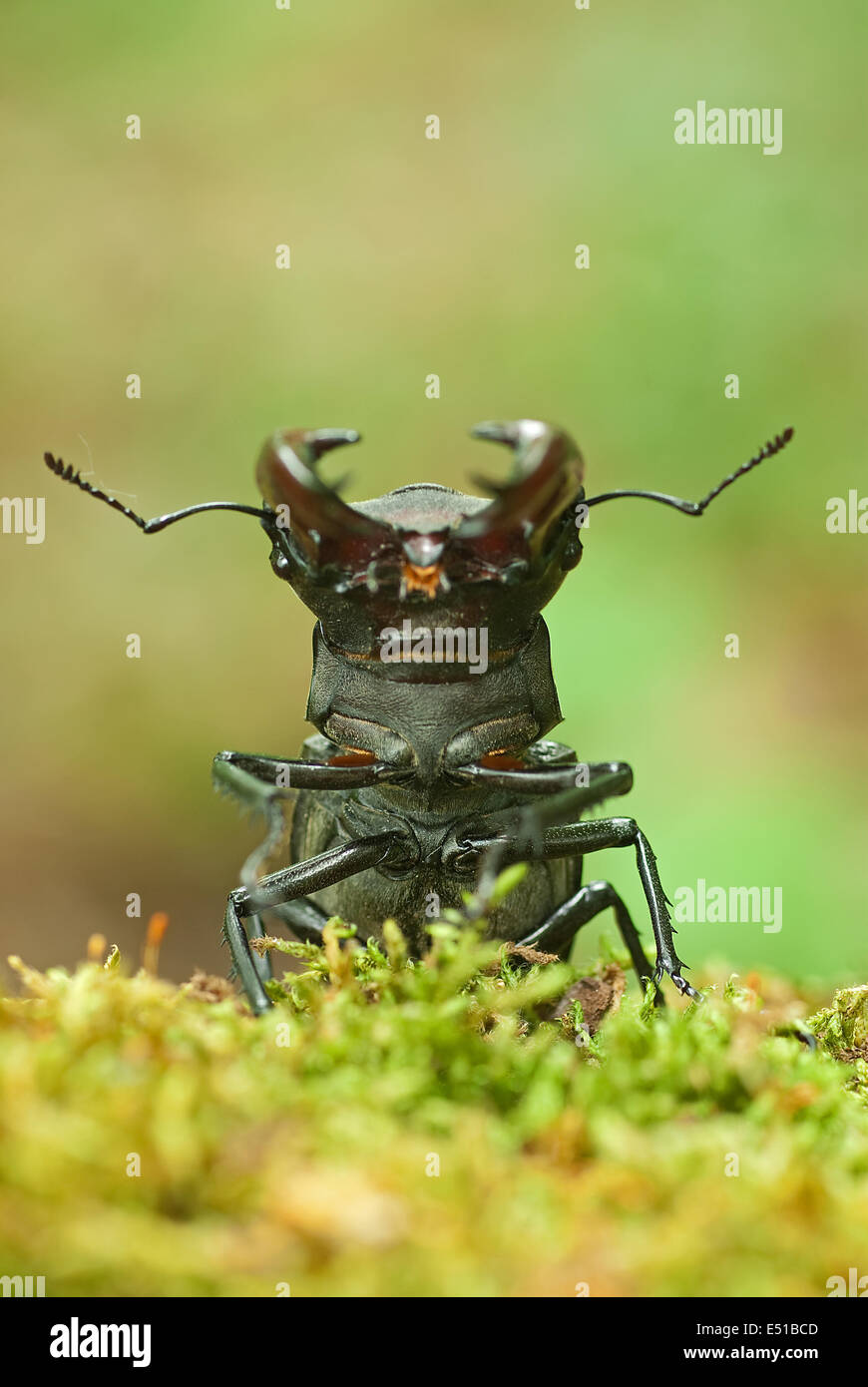 Stag beetle Foto Stock