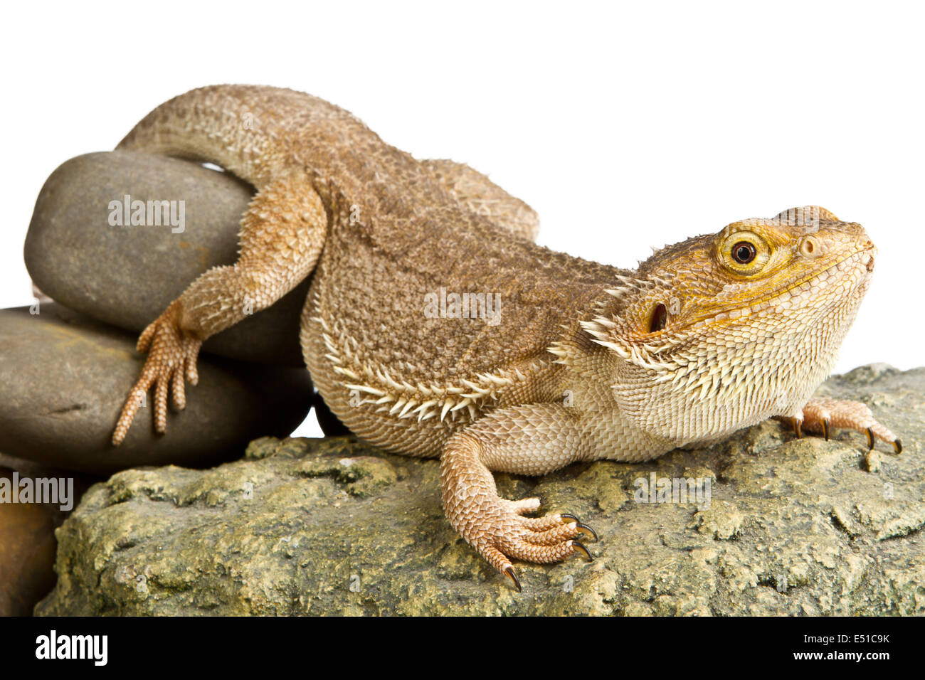 Lizard isolati su sfondo bianco Foto Stock