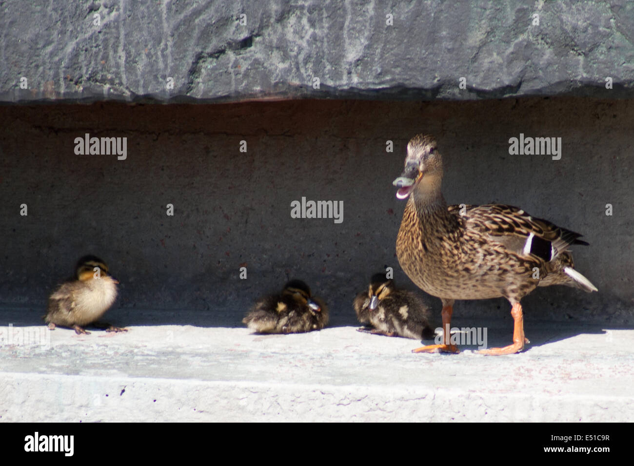 Mallard duck e baby duck Foto Stock