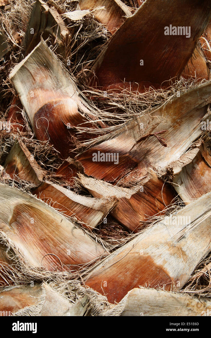 Palm tree texture Foto Stock