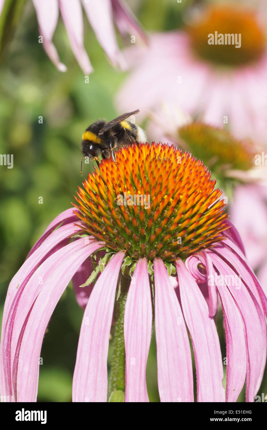 Stretto-leaf coneflower Foto Stock