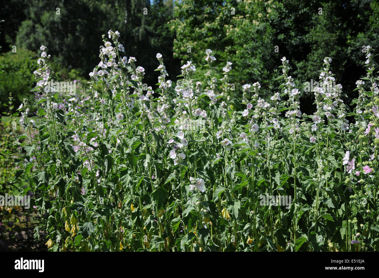 Marsh mallow Foto Stock