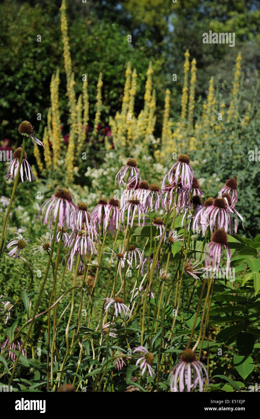 Stretto-leaf coneflower Foto Stock