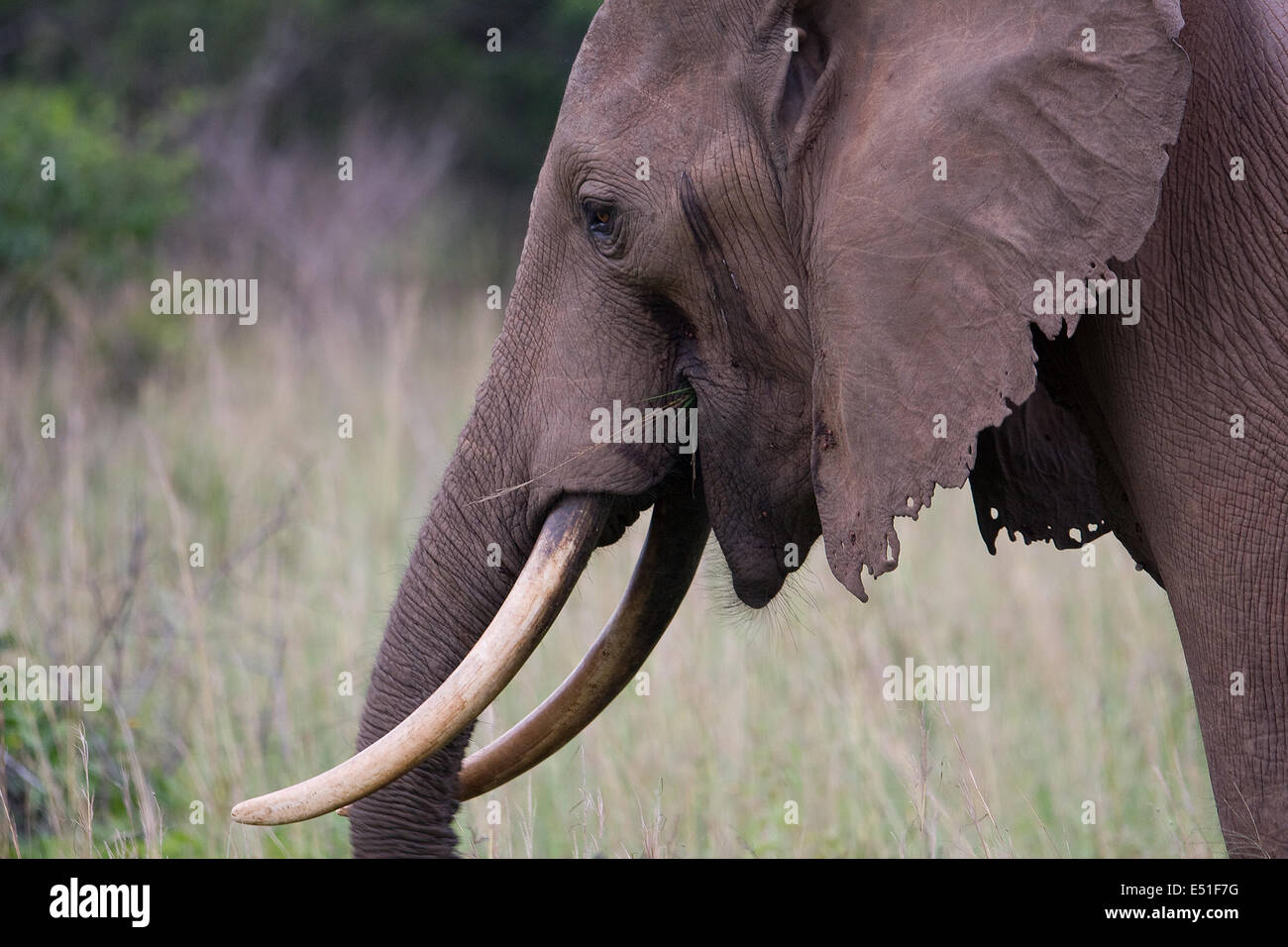 Ritratto di un elefante Foto Stock